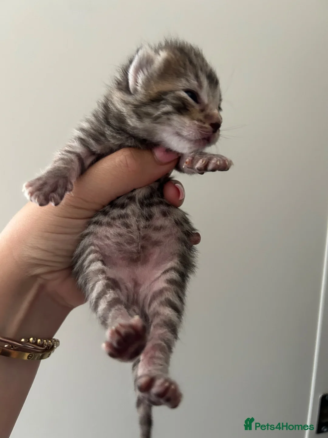 Ragdoll cats for sale: Half ragdoll half bengal kittens ready to reserve  - Advert 2