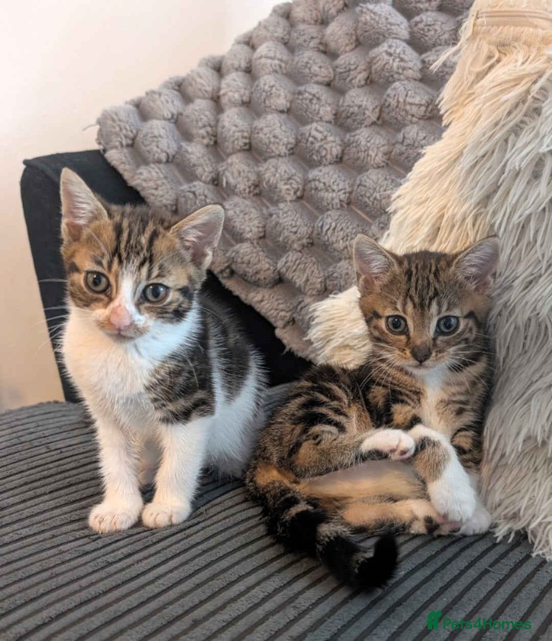 Mixed Breed cats for sale: 3 beautiful girl kitten's  - Image 5