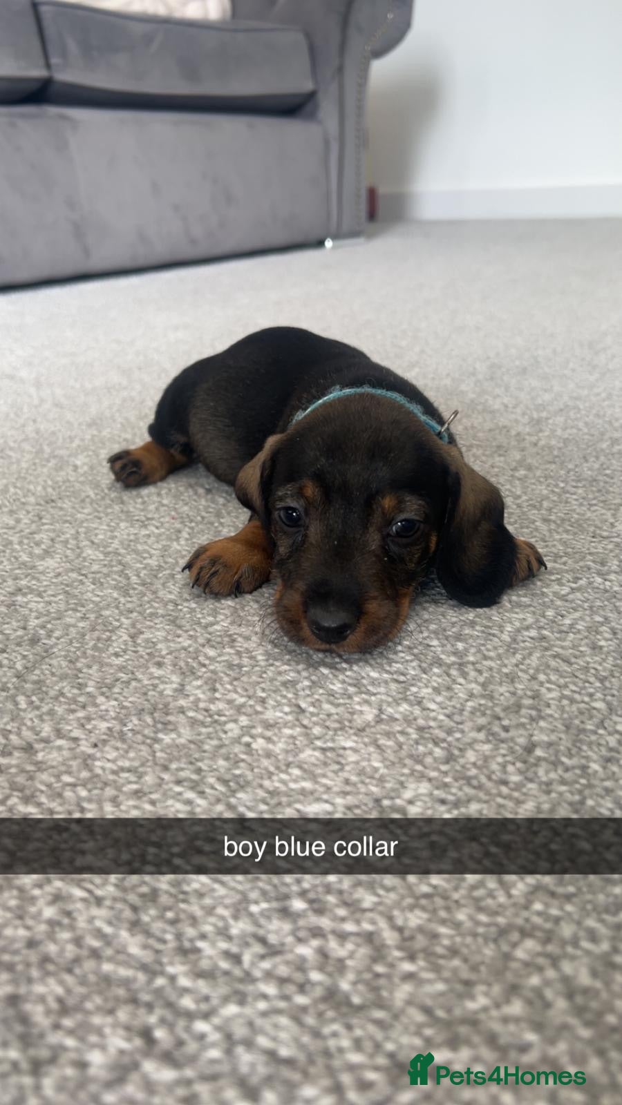 Miniature Dachshund dogs miniature dachound teckels  - Advert 1