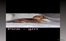 Miniature Dachshund dogs for sale: One male left. LAST PUP Miniature dachshund!  - Image 10