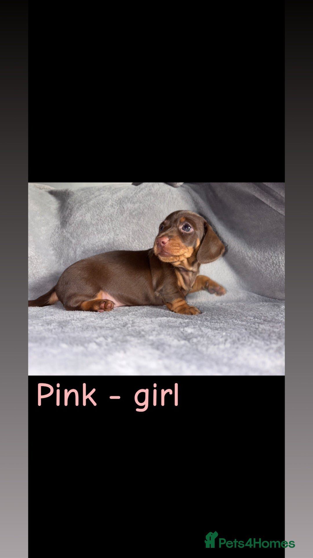 Miniature Dachshund dogs for sale: One male left. LAST PUP Miniature dachshund!  - Image 10