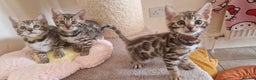 Bengal cats for sale: Beautiful kittens 🥰 - Advert 13
