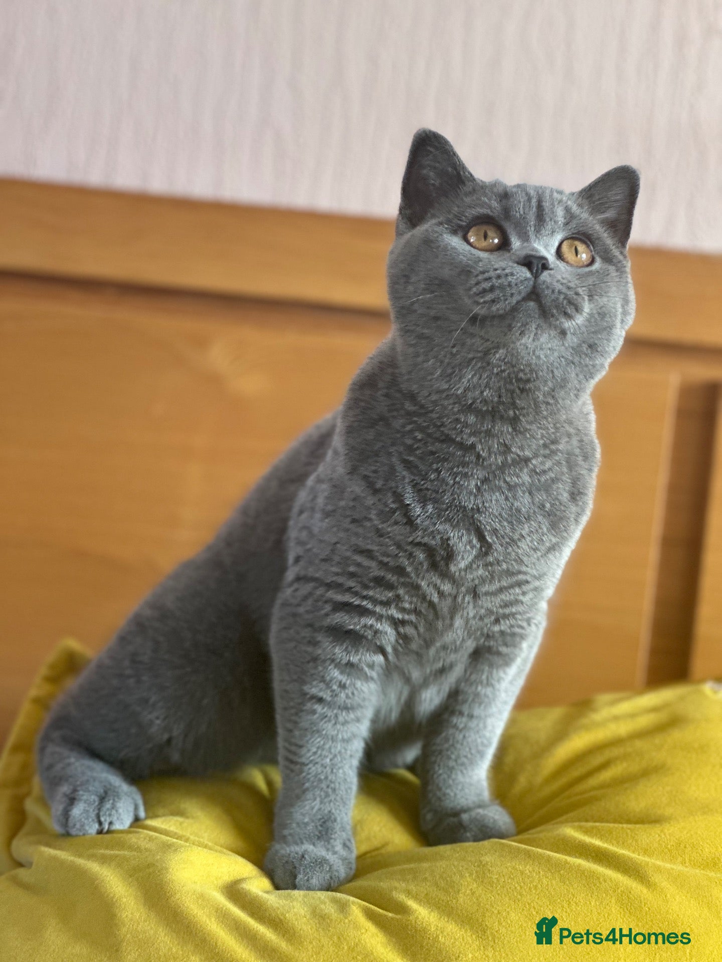 British Shorthair cats for sale: Gccf registered kittens  - Advert 3