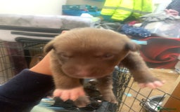 Mixed Breed dogs for sale: 5 Alaskan malamute x Staffordshire bull terrier  - Image 7