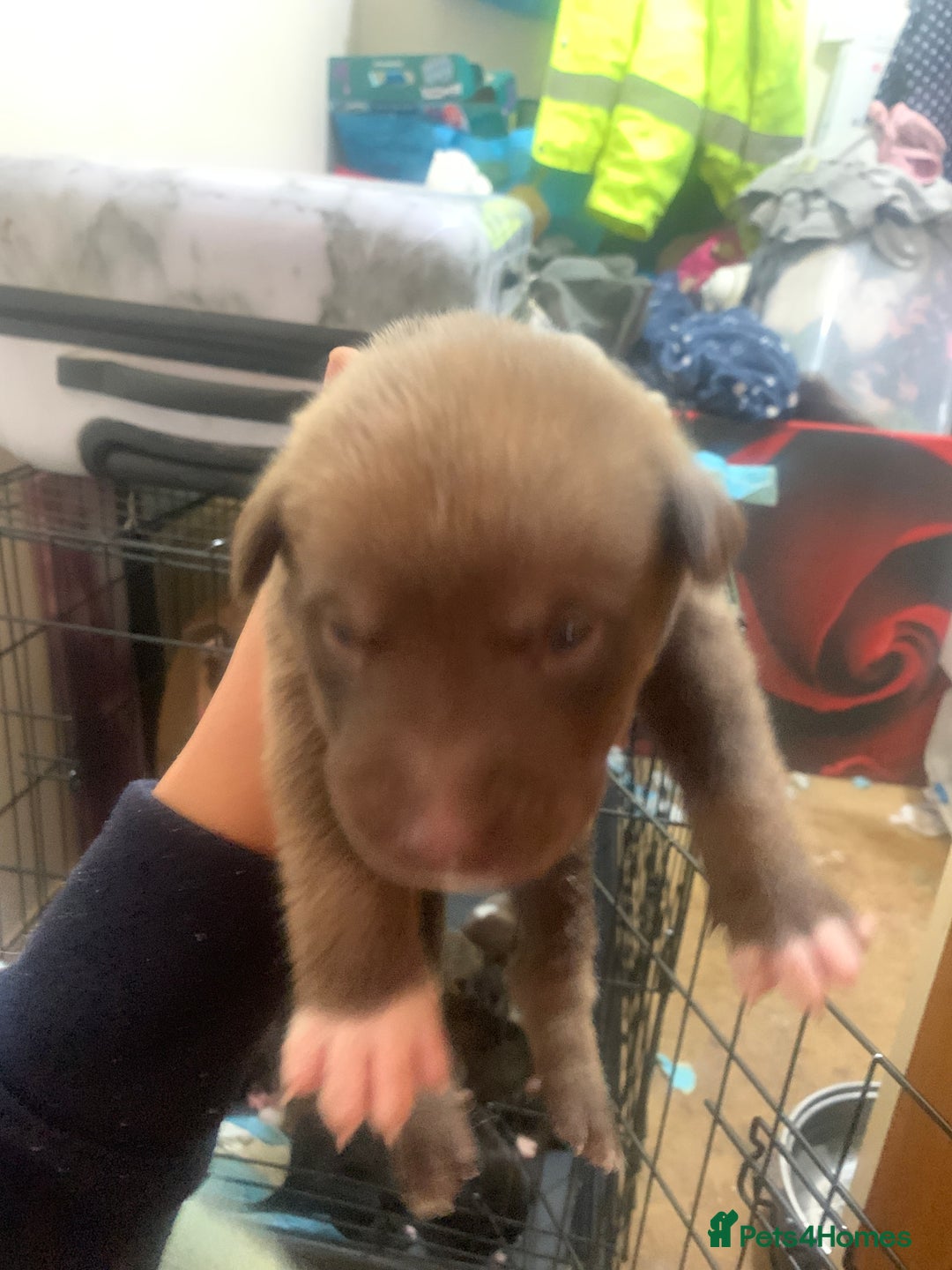 Mixed Breed dogs for sale: 5 Alaskan malamute x Staffordshire bull terrier  - Image 7