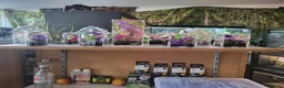 Mixed Breed invertebrates for sale: Wicked Exotics Spiders Mantis and Tarantulas  - Advert 5