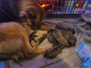 Mixed Breed dogs 3 gsd dog de borduex pups left for sale - Advert 9