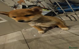 Japanese Shiba Inu dogs for sale: Japanese shiba inu - Image 4