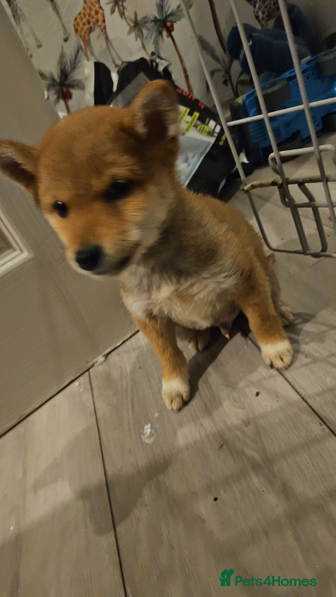 Japanese Shiba Inu dogs for sale: Japanese shiba inu - Image 4