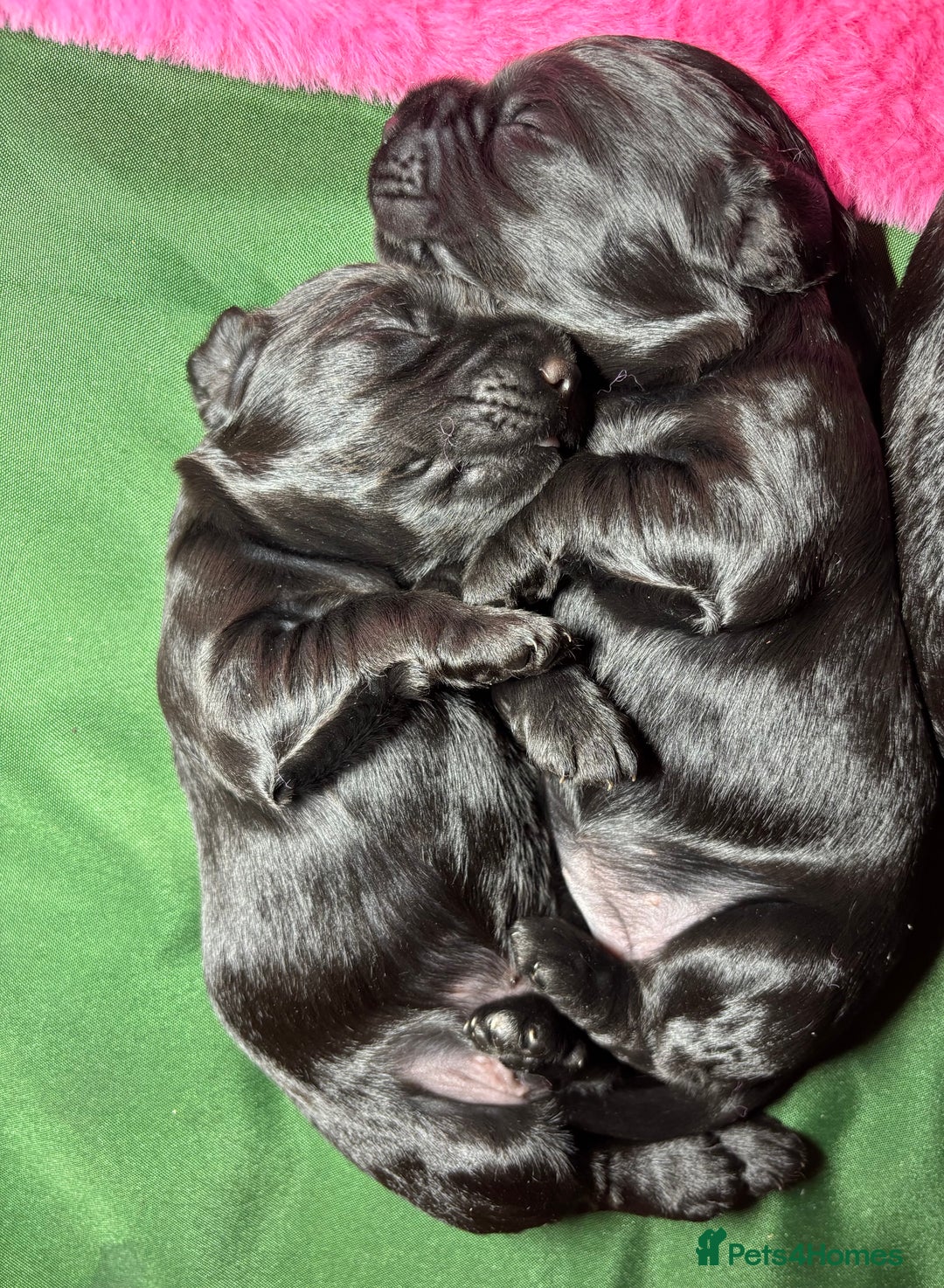 Cocker Spaniel dogs for sale: Black Male KC Working cocker - Image 7