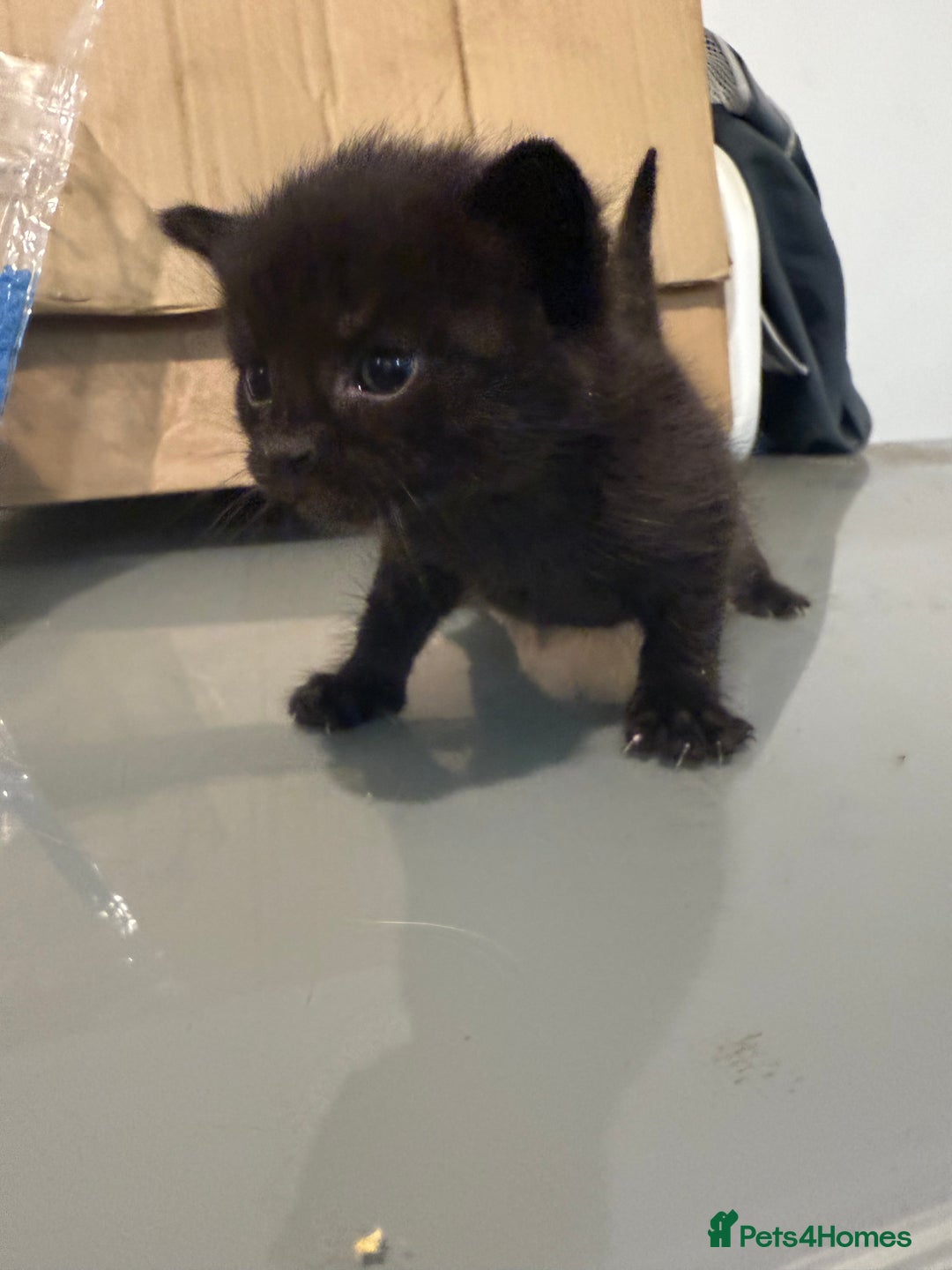 Mixed Breed cats for sale: 3 kittens for sale  - Advert 2