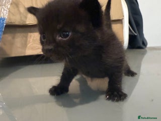 Mixed Breed cats Last boy for sale - Advert 13