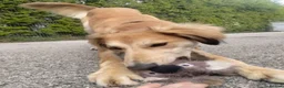 Saluki dogs for adoption: Falkor - Advert 2