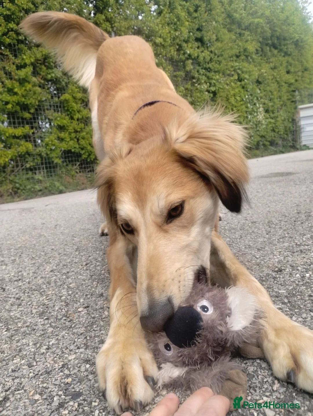 Saluki dogs for adoption: Falkor - Advert 2