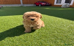 Cavapoo dogs for sale: Stunning F1bb Cavapoo puppies  - Image 6