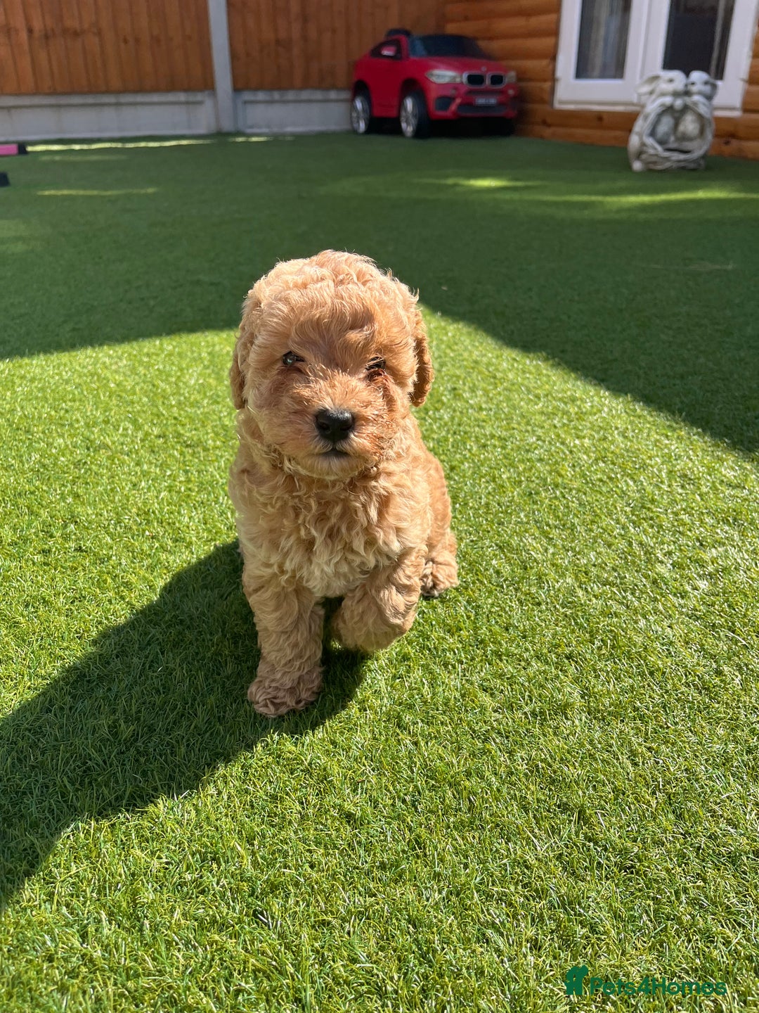 Cavapoo dogs for sale: Stunning F1bb Cavapoo puppies  - Image 6
