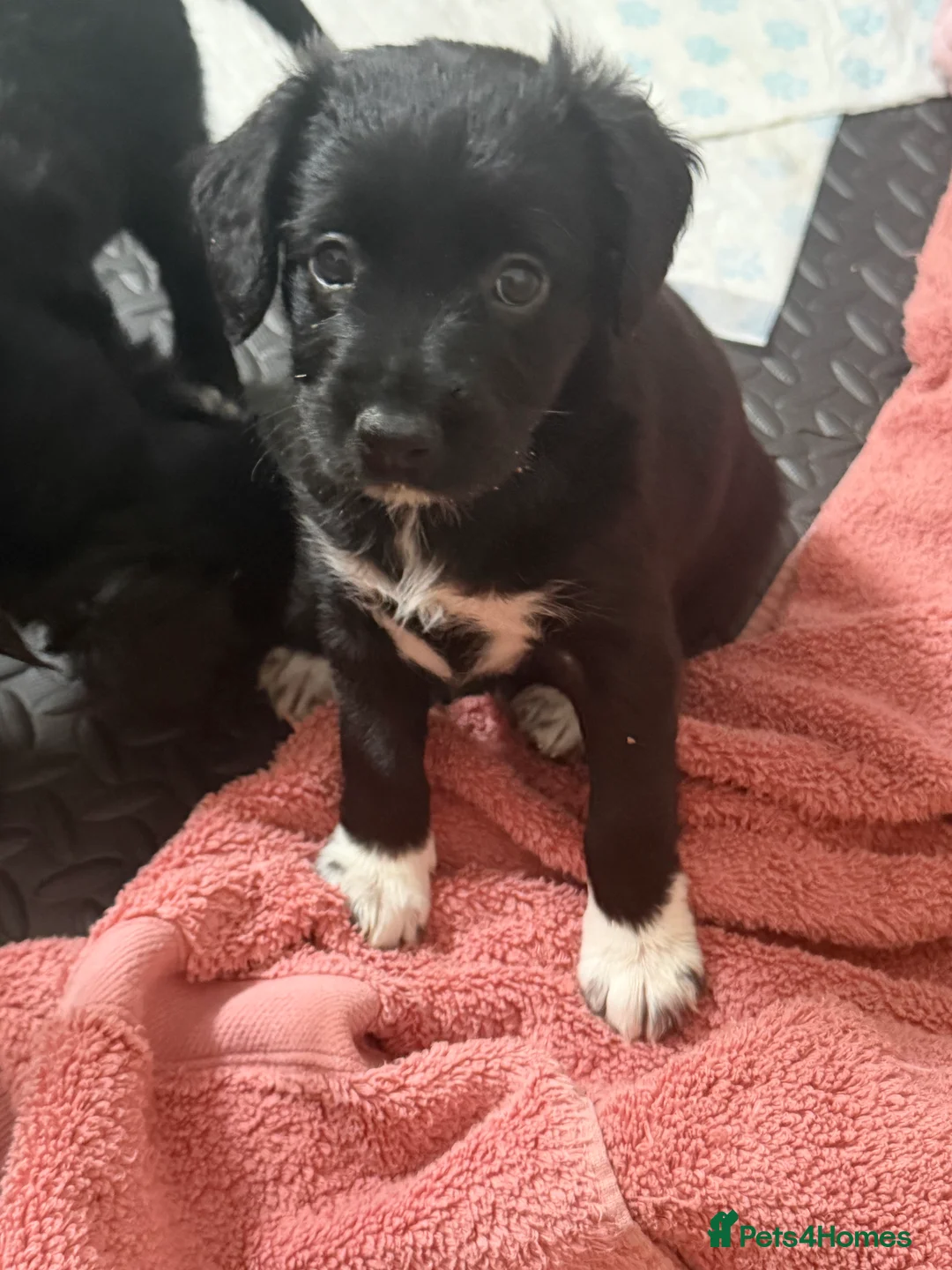 Mixed Breed dogs for sale: Lovely Cockapoo/Border Collie puppies in Abergavenny - Advert 8