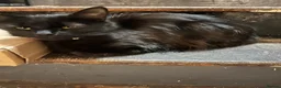 Mixed Breed cats for sale: Femal black long haired cat  - Advert 3