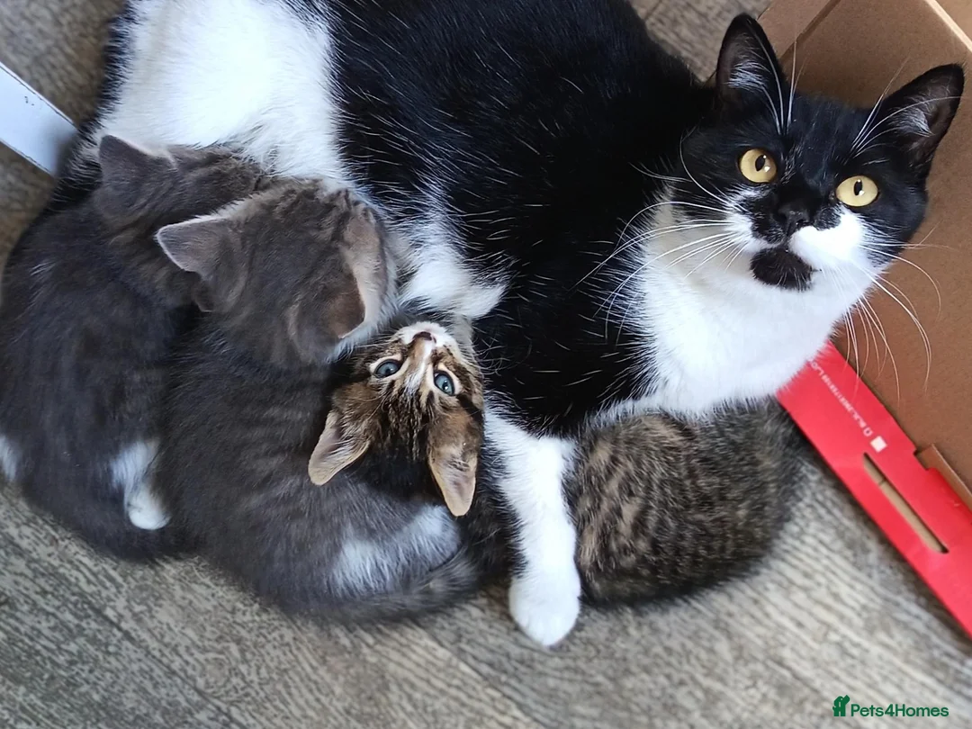 Mixed Breed cats for sale: Adorable kittens 🐈‍⬛ - Advert 2