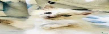 Ragdoll 4