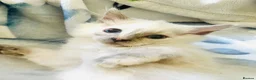 Ragdoll cats for sale: Ragdoll kittens  - Advert 6