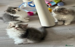 Persian cats for sale: Kitten  - Image 9