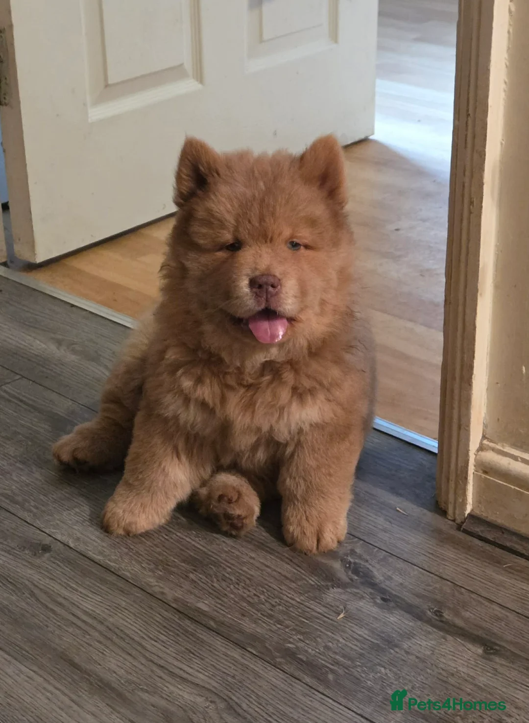 Chow Chow dogs for sale: Chow chow  - Advert 5