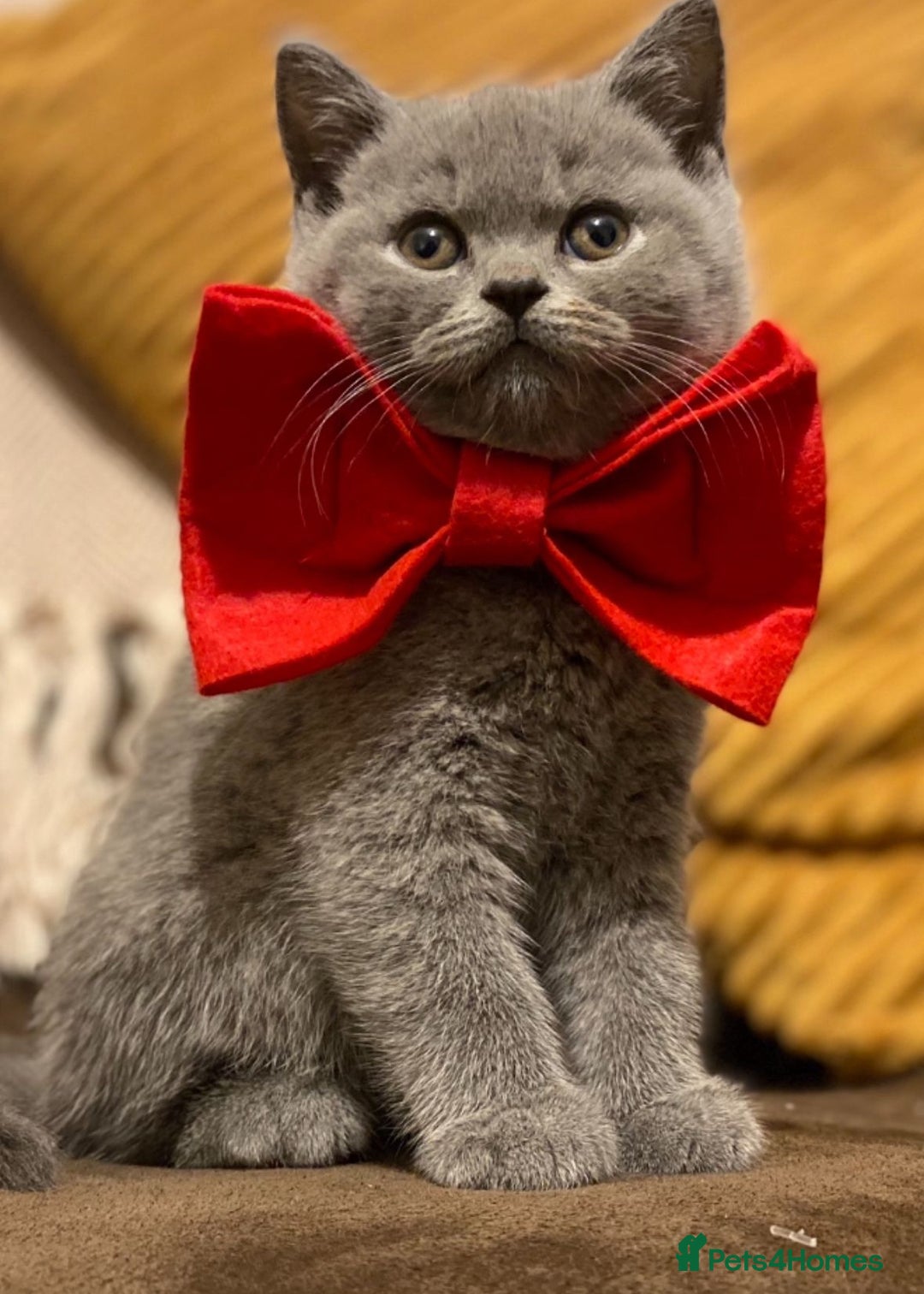 British Shorthair cats for sale: Beautiful BSH Kittens GCCF,  **  Ready Viewings  - Advert 4