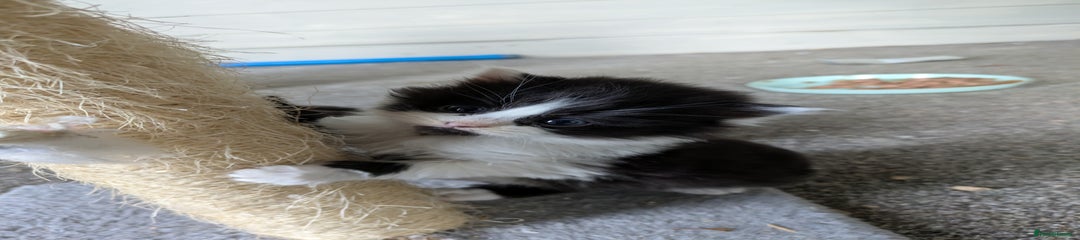 Mixed Breed Kitten 4