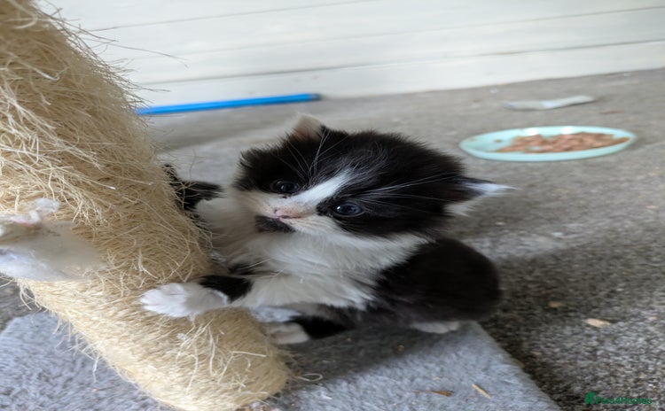 Mixed Breed cats 6 Adorable Kittens, Great Present! - Advert 7