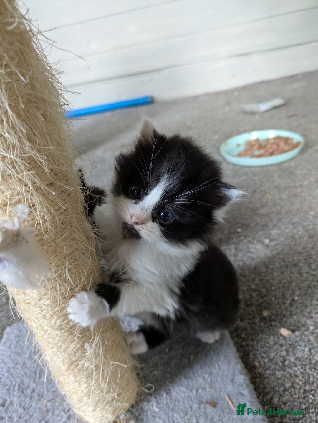 Mixed Breed cats for sale: 6 Adorable Kittens, Great Present! - Advert 10