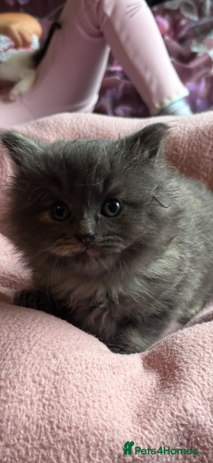 Nebelung cats ***Neblung cross ragdoll babies *** - Advert 1