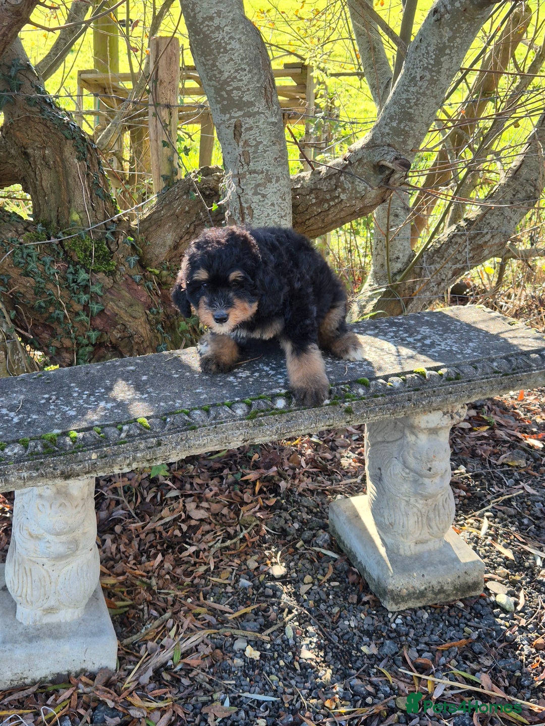 Bernedoodle dogs for sale: F1 Bernedoodle - Advert 2