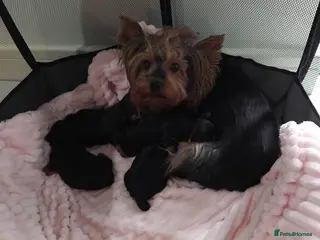 Yorkshire Terrier dogs Ours gorgeous puppies looking for loving home - Advert 4
