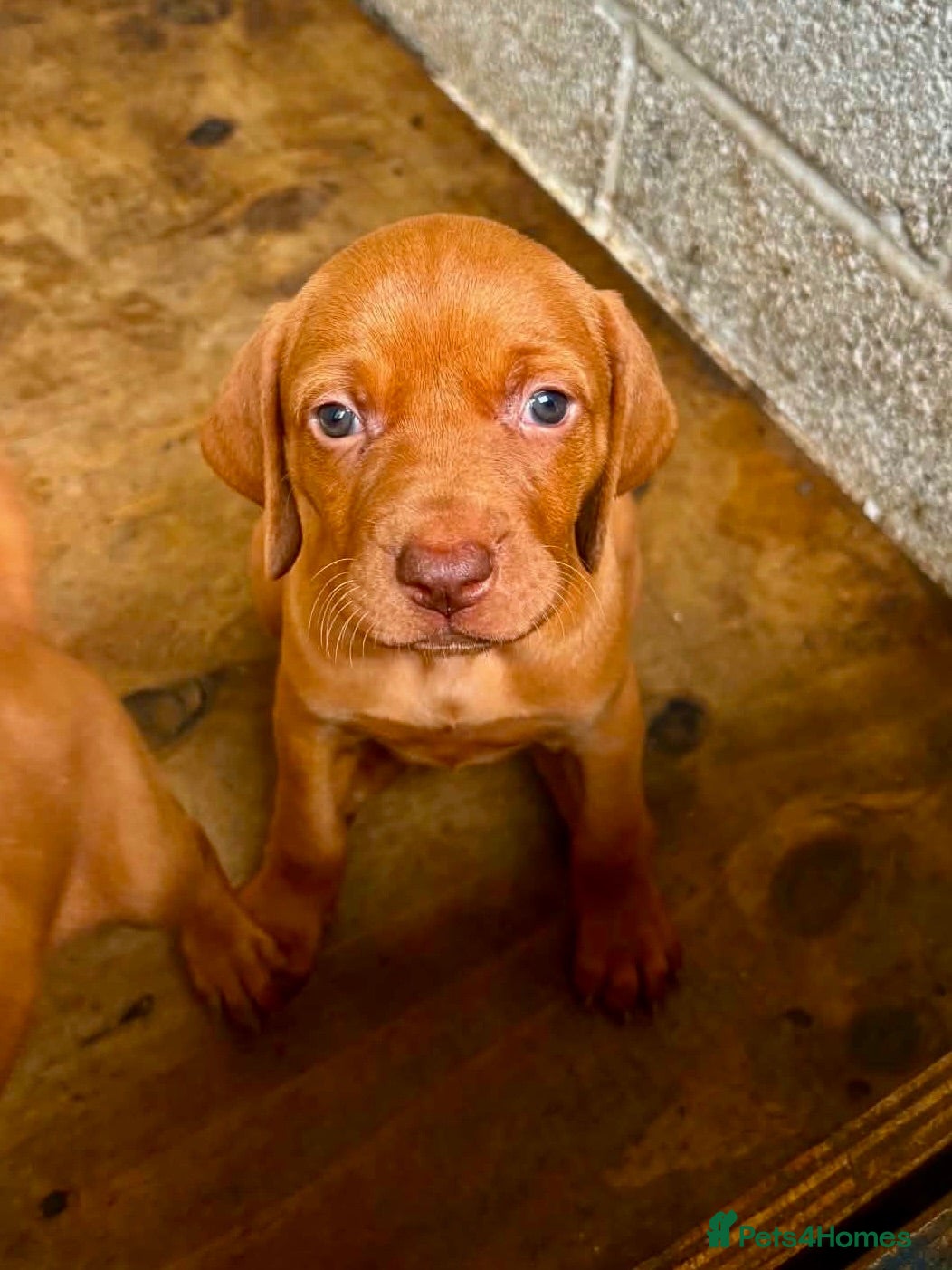 Hungarian Vizsla dogs Hungarian viszla puppies  - Advert 2
