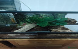 Gecko reptiles for sale: 2x crested gecko in Exoterra vivarium Sheffield - Image 1