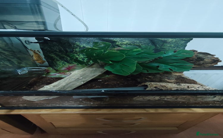 Gecko reptiles - Advert 6