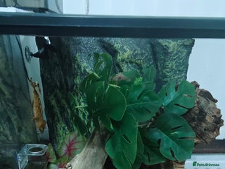 Gecko reptiles - Advert 25