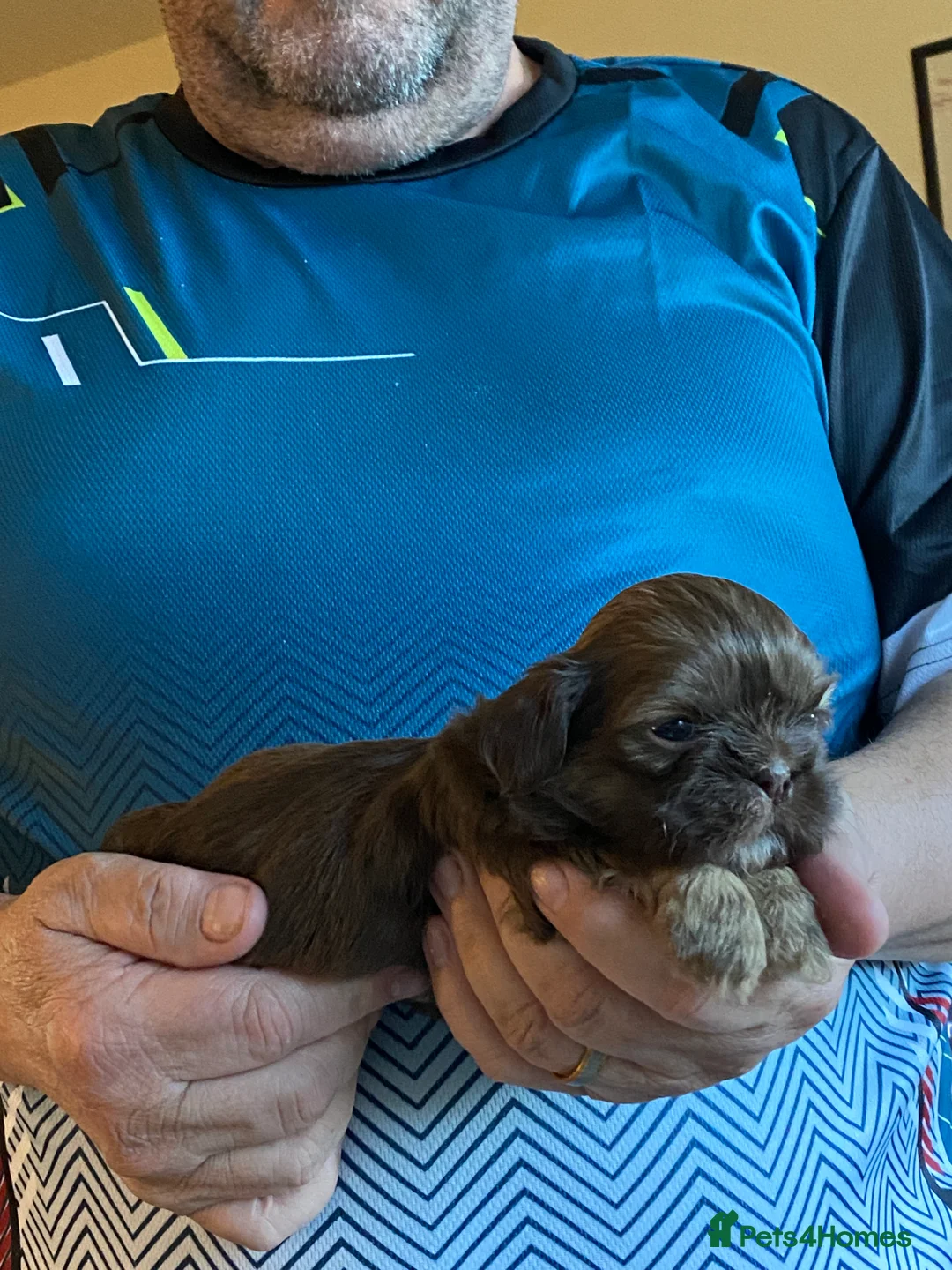 Shih Tzu dogs for sale: Adorable Shih Tzu boys - Advert 2