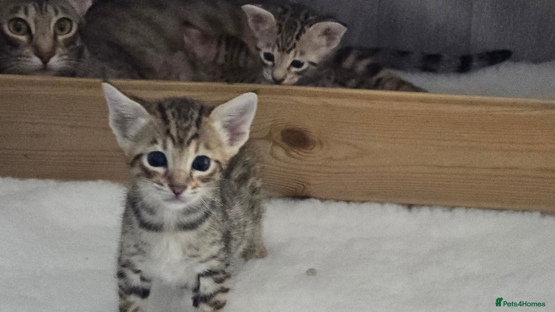 Savannah cats for sale: TICA Registered F8 savannah kittens  - Image 20