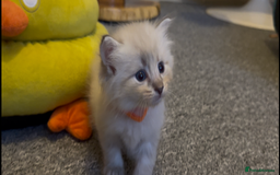 Siberian cats for sale: Gorgeous Siberian Kittens  - Image 8