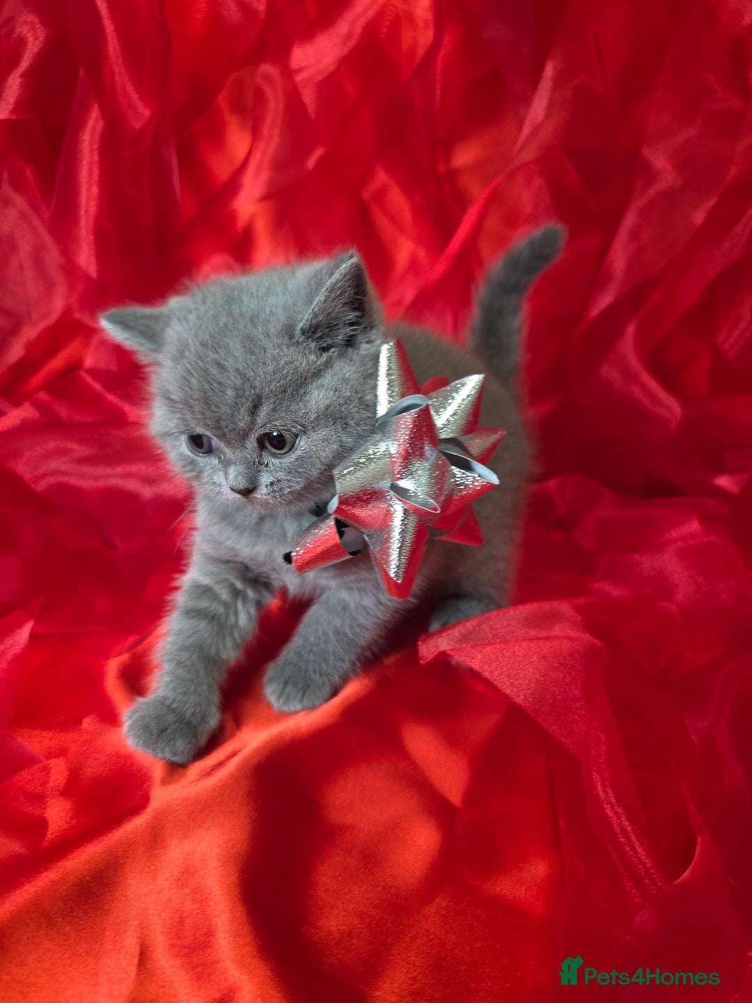 British Shorthair cats for sale: Beautiful British Shorthair Kittens for LovingHome - Advert 27