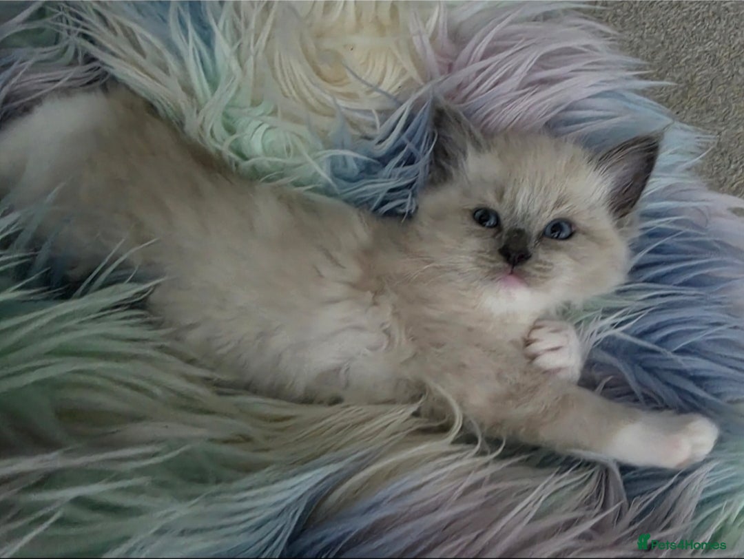 Ragdoll cats for sale: Stunning Ragdolls  - Image 27