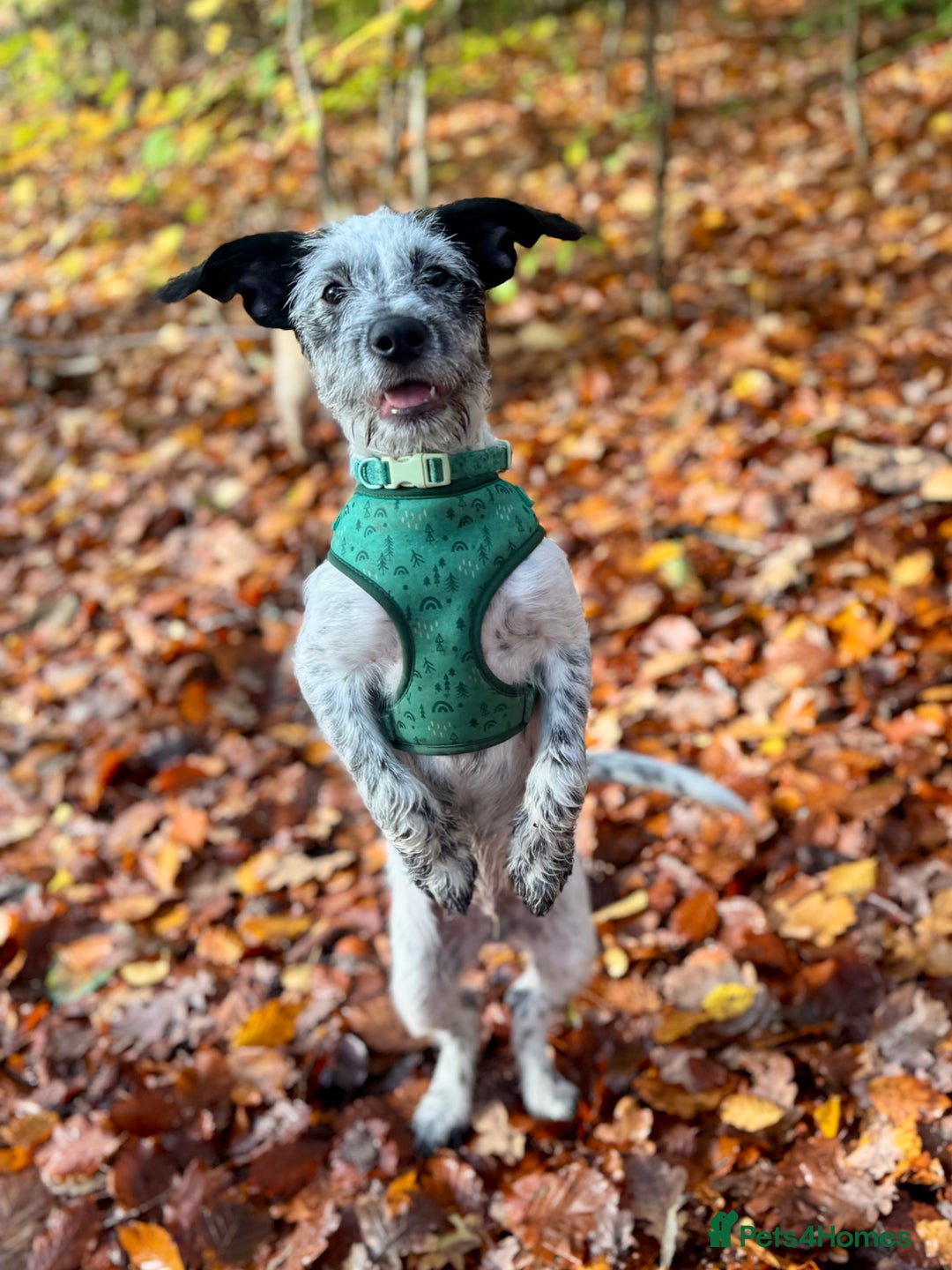 Mixed Breed dogs for sale: Freddie - Advert 3