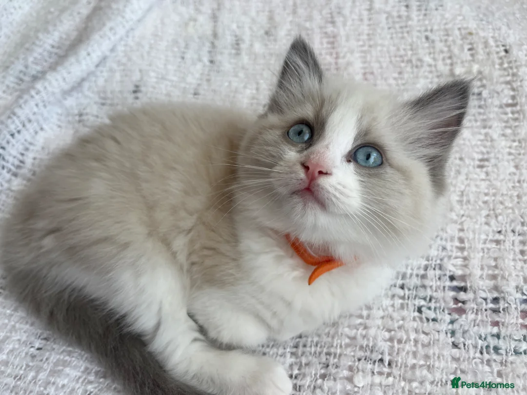Ragdoll cats for sale: Adorable Ragdoll kittens looking for loving homes - Advert 1