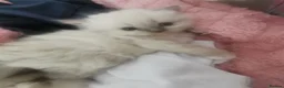 Mixed Breed cats for sale: Persian x ragdoll kittens for sale  - Advert 13