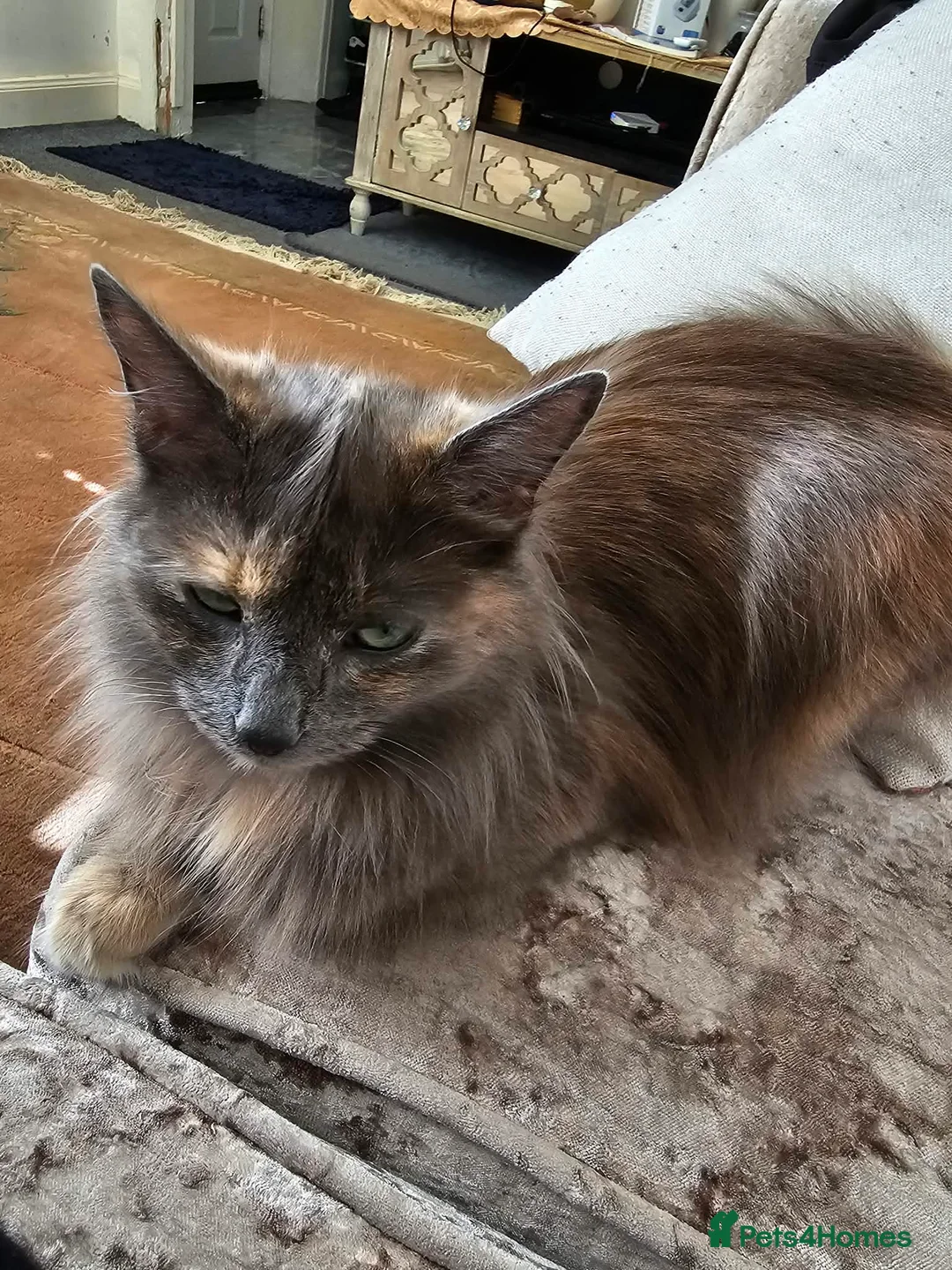 Mixed Breed cats for sale: Kitten - Advert 2
