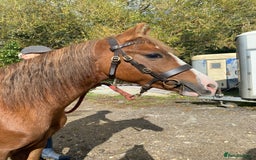 Welsh Section C horses for sale: colt for sale  - Image 4