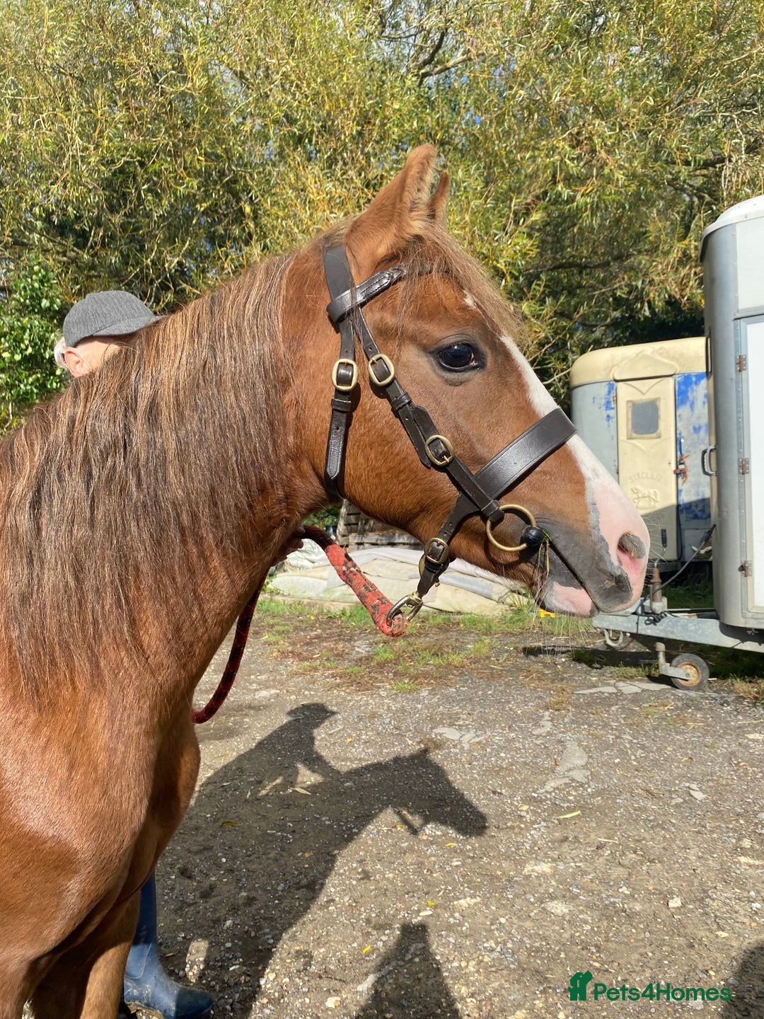 Welsh Section C horses for sale: colt for sale  - Image 4