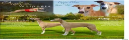 Whippet dogs for sale: Crufts winning parents - Advert 3